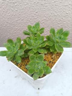 マッコス 5苗 抜き苗 - メルカリ