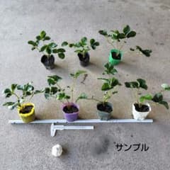 宝交早生　イチゴの抜き苗7株（ボット取り苗）ニンニク1個のサムネイル