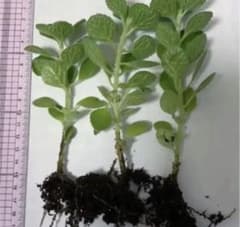 67⭕️本日発送第四種郵便⭕️アロマティカス抜き苗3本＋おまけ ✳︎ハーブ多肉植物のサムネイル