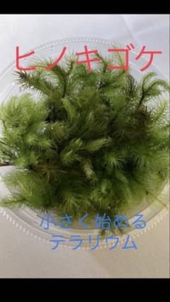 ヒノキゴケ 30本　テラリウム用のサムネイル