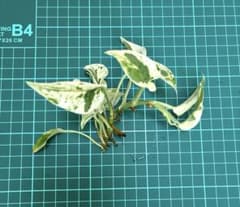 ポトス エクセレント 5＊ - メルカリ