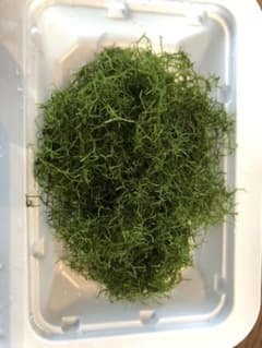 リシア 水草のサムネイル
