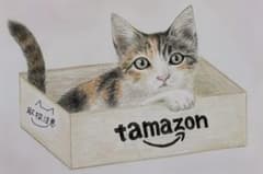 色鉛筆画　猫　三毛猫　原画のサムネイル