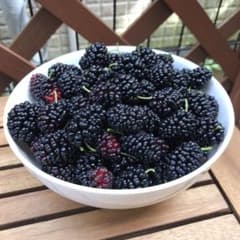 無農薬 マルベリー 500gのサムネイル