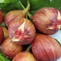 秋なりいちじく☆無農薬のサムネイル