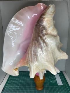 ヤフメリ58・ピンクガイ・法螺貝・山伏・修験者・豊臣兄弟・羽黒山