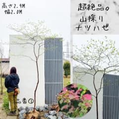超絶品。山採りナツハゼ2.9M(鉢底から)品番① - メルカリ