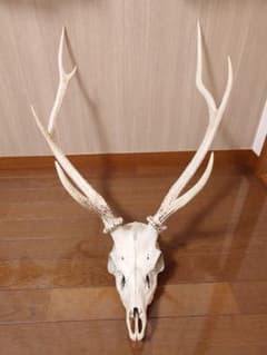 ニホンジカ 鹿の角 頭蓋骨 インテリア ハンティングトロフィー - メルカリ