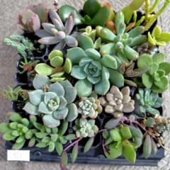 ⑩寄せ植えセット 30種 多肉植物 セダム カット苗