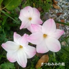 ゼフィランサス リリーパイlily pies1'球のサムネイル