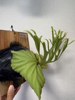 ビカクシダ　リドレイpakarang細葉のサムネイル