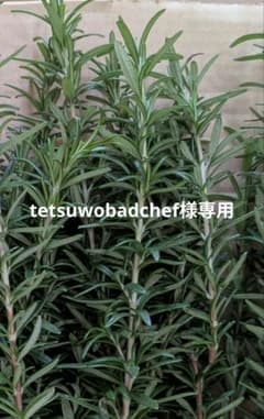 tetsuwobadchef様専用　挿し木用ローズマリー100本以上のサムネイル