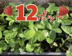 苺の苗♪GW直前セールのサムネイル