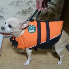 犬の救命胴着のサムネイル