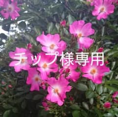 モーッアルト苗(2年生苗)のサムネイル