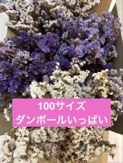 スターチスドライフラワーＢ花材のサムネイル