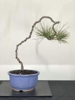 乙な幹流れ 文人黒松 樹高約33cm（検索/赤松五葉松真柏シャリ懸崖小品