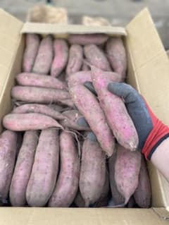 紅はるか・焼き芋サイズSML混合10キロ・茨城県那珂市産・家庭用