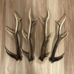 ニホンジカ 鹿の角 4本セット - メルカリ