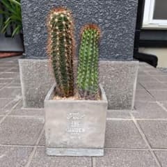 サボテン 2種寄せ植え Feel THE GARDEN - メルカリ
