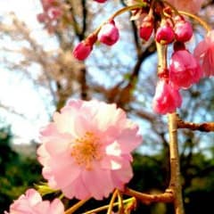 随時停止処理中さん専用ですのサムネイル