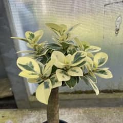 パンダガジュマル 斑入り 希少 3.5号 - メルカリ