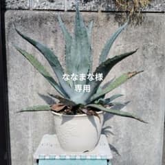 アガベ シルバーサーファー（子株付）のサムネイル