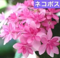 ⚠️台風、枝コンディション確認 紫陽花ダンスパーティ 挿し穂5本 紫陽花 ダンスパーティー 挿し穂4本‼️早めに挿し木しましょう