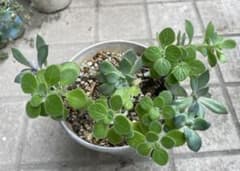 多肉植物　アロマティカス ピンクプリティ 初恋　オパリナ　ドロシー　抜き苗のサムネイル