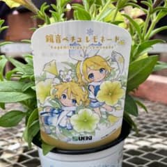 希少 鏡音リン　鏡音レン　鏡音ペチュ レモネード 堀泉インコ　ペチュニア　強健のサムネイル