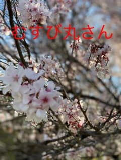 むすび丸さんアロエのサムネイル