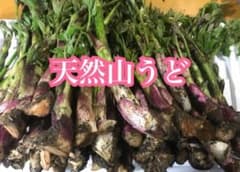 天然山うどのサムネイル