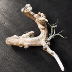 着生に最適な自然流木 37cm×20cm×25cm　エアープランツ　パルダリウムのサムネイル