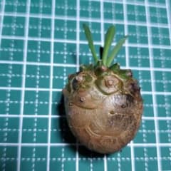 ユーフォルビア　峨眉山　③のサムネイル