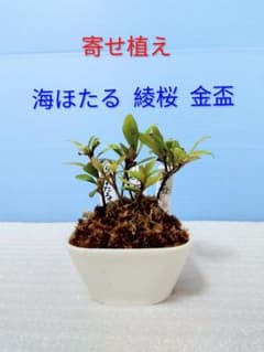 ミニさつき寄せ植え7G 小夏 朝桜 華車 皐月盆栽 さつき盆栽 サツキ盆栽