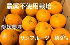 5/14最終！⭐︎農薬不使用栽培⭐︎愛媛県産サンフルーツ(新甘夏) 傷あり約9㎏のサムネイル
