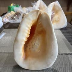 トウカムリガイ＊貝殻＊置物＊インテリア（商品番号26） - メルカリ