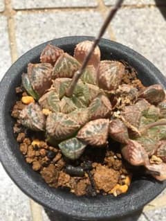 多肉植物ハオルチアミラーボールのサムネイル