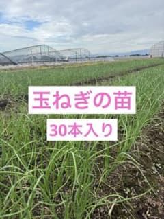 玉ねぎ 貴錦 30本入り 送料無料のサムネイル