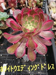 ☆多肉植物☆ホワイトウエディングドレス②大苗・アエオニウム