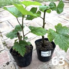 【超大玉収穫‼️】大実ラズベリー苗木　102 超大玉収穫‼️】大実ラズベリー苗 2つ苗セット！ 63 - メルカリ