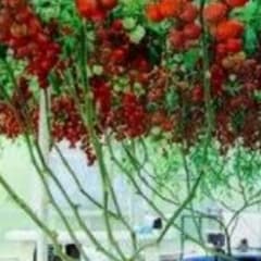 イタリアンツリートマトの種　５粒のサムネイル