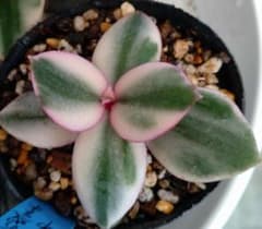 多肉植物 金の成る木 花月錦のサムネイル