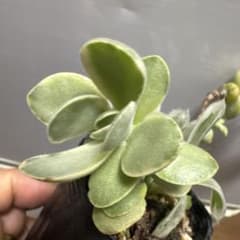 多肉植物　ワテルメイエリー錦抜き苗 - 4