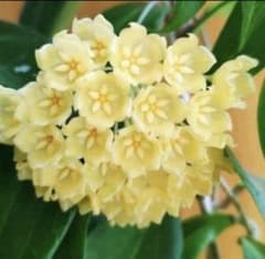 原種 ホヤ ブラシェルナエツィー 黄色 サクララン 鉢花 吊鉢 - メルカリ