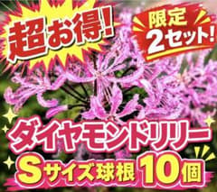 [Limited to 2 sets!] Diamond Lily 10 bulbs, small size, pink nerine