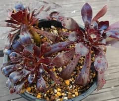 多肉植物アオエニウム黒法師のサムネイル