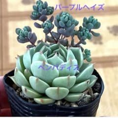 多肉植物　ベンバディスとパープルヘイズ　抜き苗のサムネイル