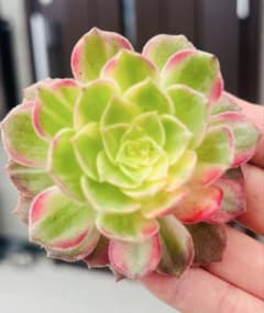 多肉植物 アエオ 新品種 ルビー錦 根土付き発送 5～8センチ - メルカリ