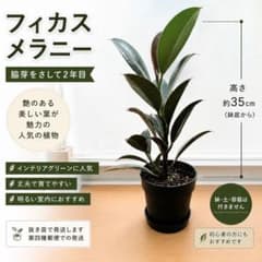 フィカス メラニー ✴︎ 挿し木2年目 観葉植物のサムネイル